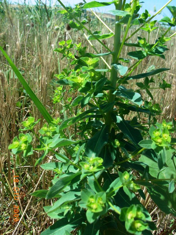 suolo salso - Euphorbia platyphyllos